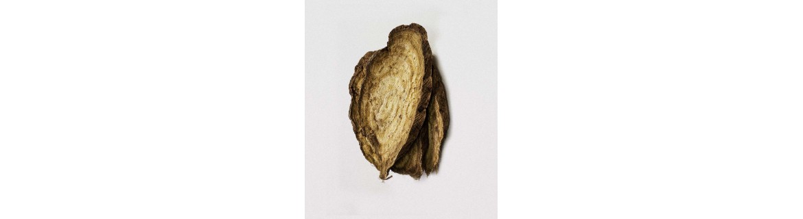 Kudzu (korzeń) - suplementy diety zawierające Kudzu (korzeń) | Terranova