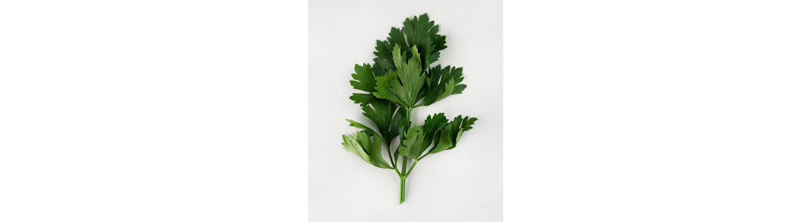 Seler (łodyga, liść) - suplementy diety zawierające Seler (łodyga, liść) | Terranova