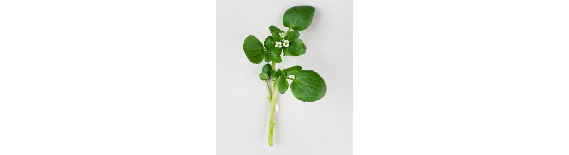 Rukiew wodna (liść) - suplementy diety zawierające Rukiew wodna (liść) | Terranova