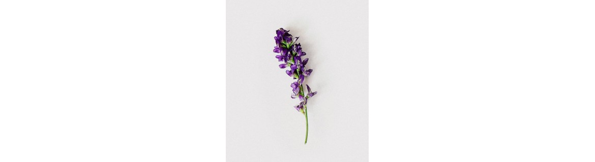 Lucerna (kwiat, liść) - suplementy diety zawierające Lucerna (kwiat, liść)  | Terranova