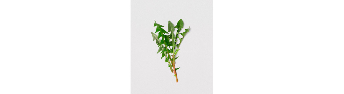 Mniszek (liść) - suplementy diety zawierające Mniszek (liść) | Terranova