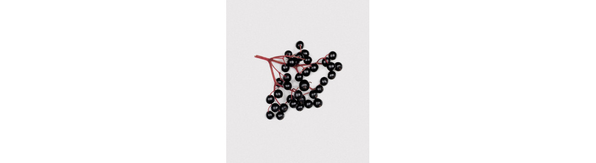 Bez czarny (owoc) - suplementy diety zawierające Bez czarny (owoc) | Terranova