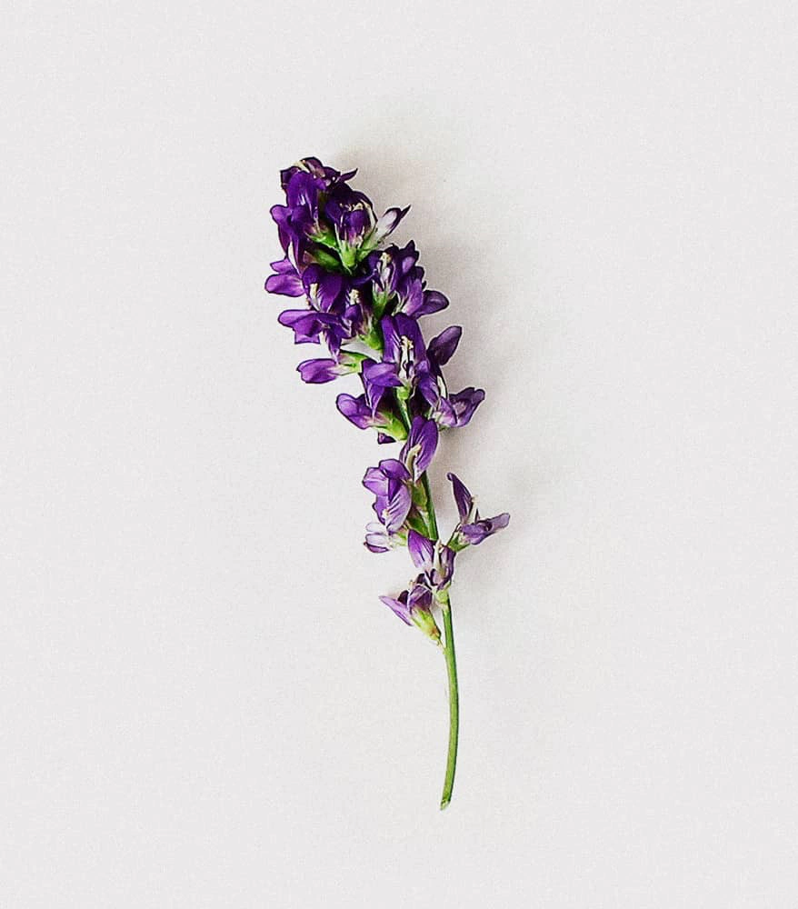 Lucerna (kwiat, liść)